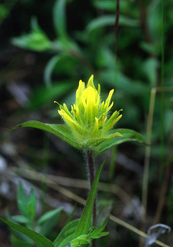 Yellow Paintbrush (Alaskan Essences)