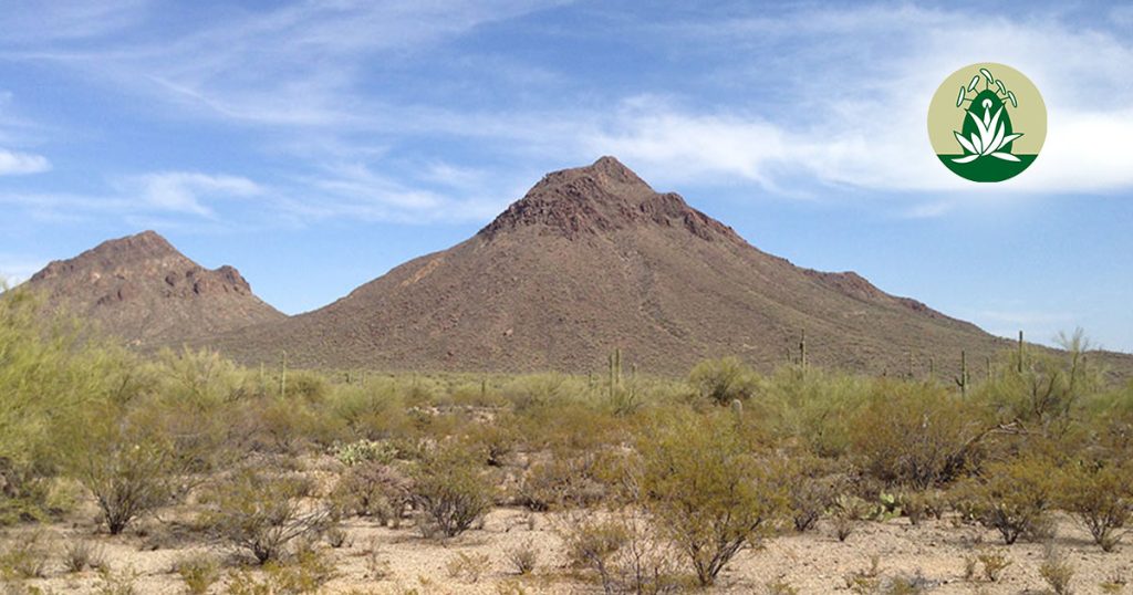 Opferrolle überwinden & Kraft finden mit Desert Alchemy Essenzen