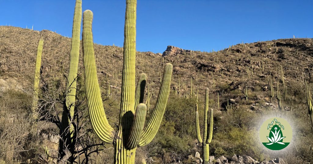Desert Alchemy Blütenessenzen für Selbstvertrauen, Stärke & Heilung