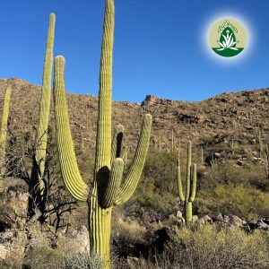 Mehr über den Artikel erfahren Desert Alchemy Blütenessenzen für Selbstvertrauen, Stärke & Heilung
