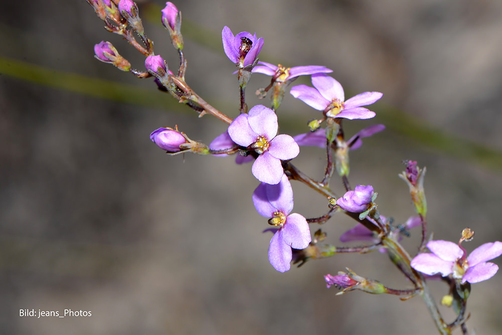Violet Butterfly (Living Essences of Australia). Bild: jeans_Photos
