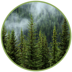 Warum ich Bäumen vorlese – Heilung, Natur und Baumessenzen (Pacific Essences)
