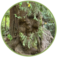 Warum ich Bäumen vorlese – Heilung, Natur und Baumessenzen (Pacific Essences)