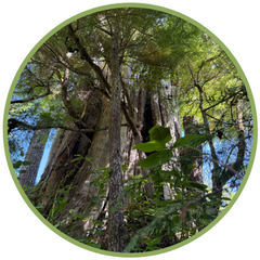 Mother Tree Essenz (Pacific Essences)