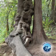 Warum ich Bäumen vorlese – Heilung, Natur und Baumessenzen