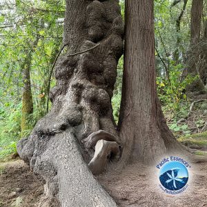 Mehr über den Artikel erfahren Warum ich Bäumen vorlese – Heilung, Natur und Baumessenzen