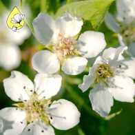 Pear Essenz – Frieden, Balance & Unterstützung im Alltag