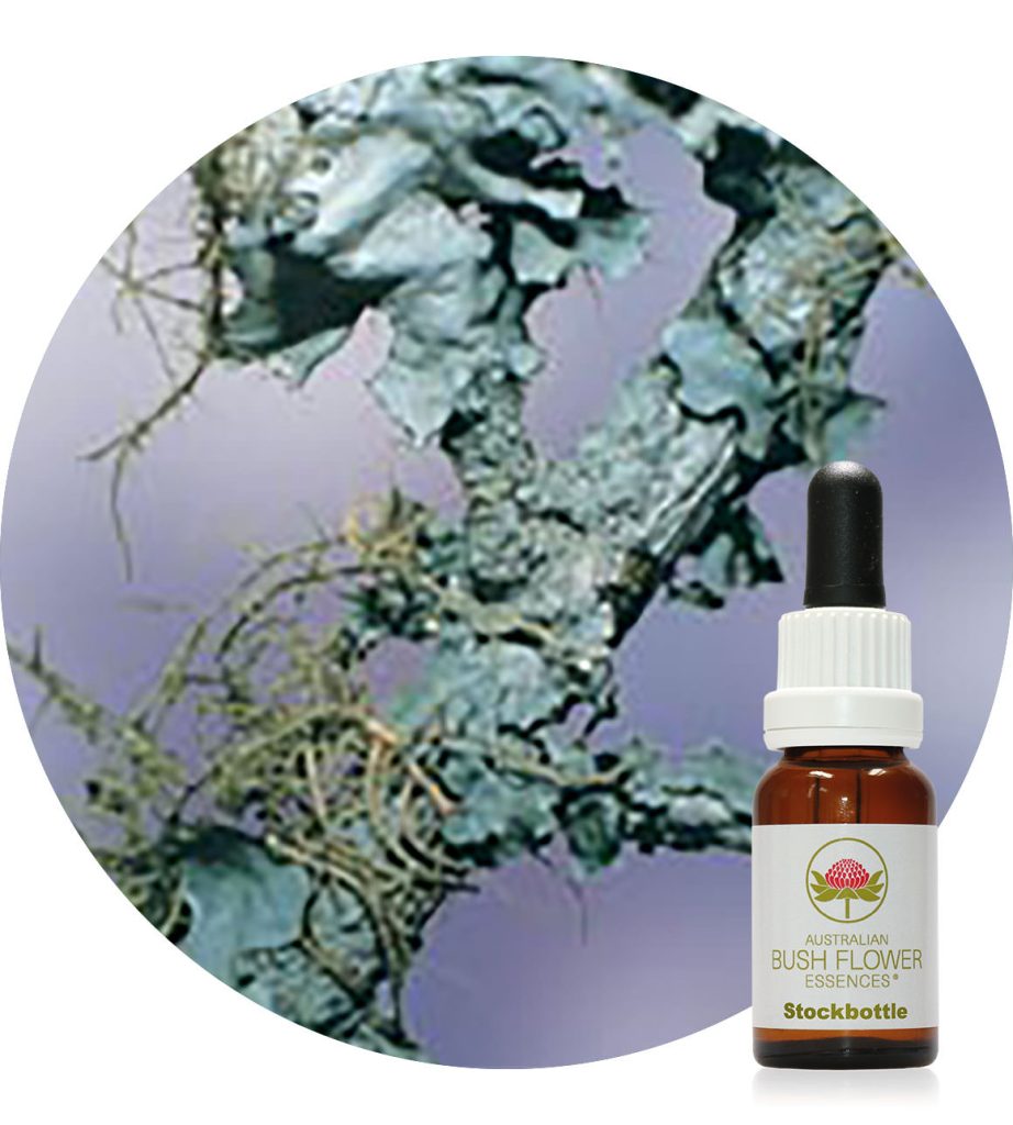 Lichen Essence (Australische Buschblüten Essenzen)