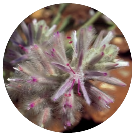 Pink Mulla Mulla (Australische Buschblüten Essenzen)