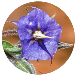 Rough Bluebell (Australische Buschblüten Essenzen)