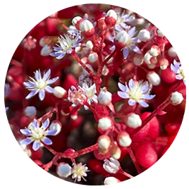 Sedum (Australische Buschblüten Essenzen)