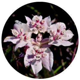 Southern Cross (Australische Buschblüten Essenzen)