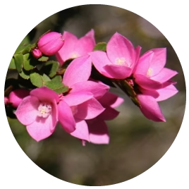 Sydney Rose (Australische Buschblüten Essenzen)