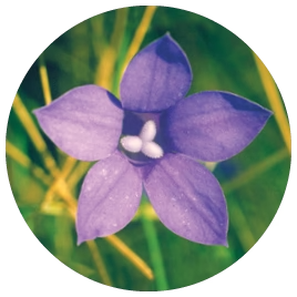 Bluebell (Australische Buschblüten Essenzen)