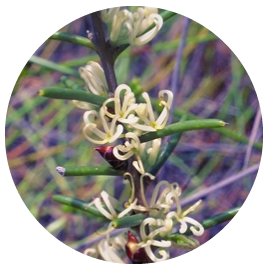 Dagger Hakea (Australische Buschblüten Essenzen)