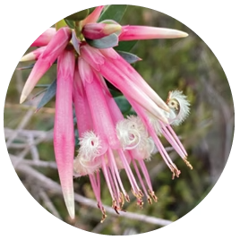 Five Corners (Australische Buschblüten Essenzen)
