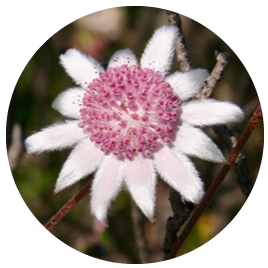 Pink Flannel Flower (Australische Buschblüten Essenzen)