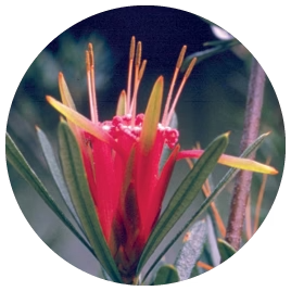 Mountain Devil (Australische Buschblüten Essenzen)