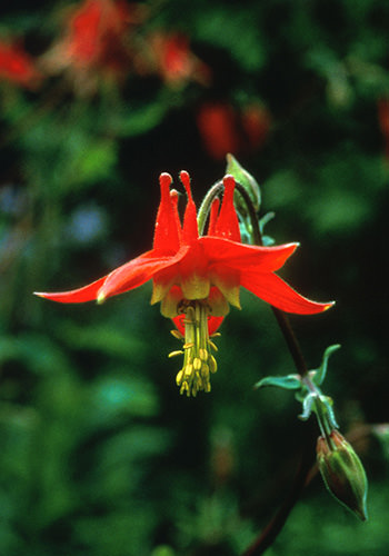Columbine (Alaskan Essences)