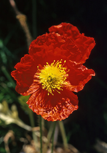 Icelandic Poppy (Alaskan Essences)