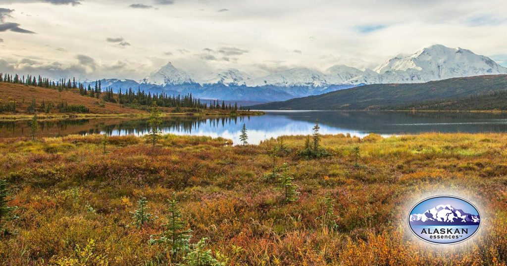 Akzeptiere Deine wahre Natur (Alaskan Essences)