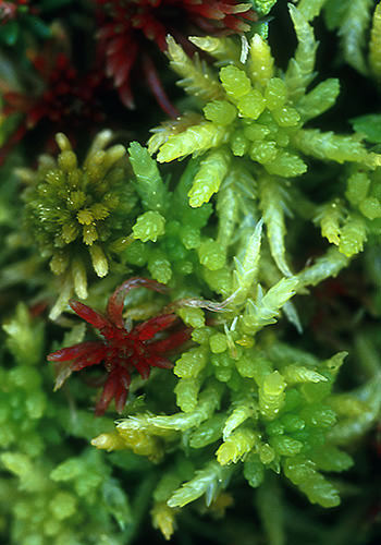 Sphagnum Moss (Alaskan Essences)