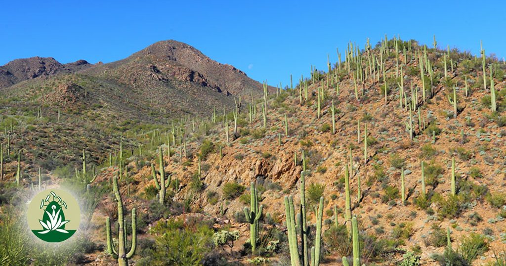 Desert Alchemy Blütenessenzen bei Neid und Eifersucht