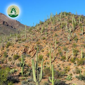 Mehr über den Artikel erfahren Desert Alchemy Blütenessenzen bei Neid und Eifersucht