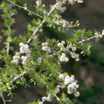 Desert Sumac (Desert Alchemy)