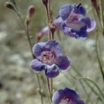 Lavender Wand Penstemon (Desert Alchemy)