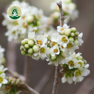 Mehr über den Artikel erfahren Innere Blockaden lösen mit Cardinal Flower, Desert Broom, Desert Sumac & Saguaro Cactus