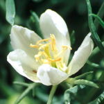 Syrian Rue (Desert Alchemy)