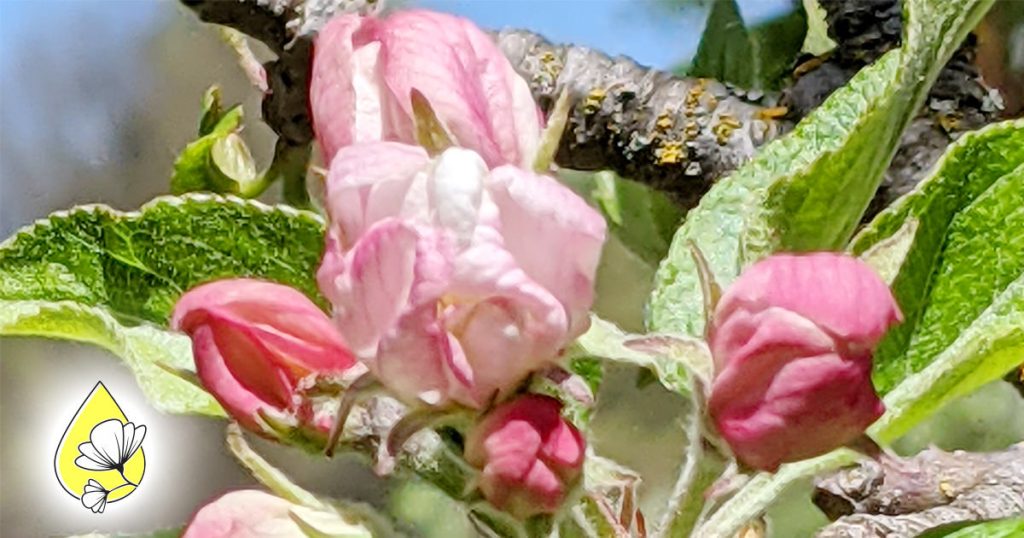 Aufräumen mit der Apple Essenz – Klarheit und innerer Frieden (Spirit-in-Nature Essences)