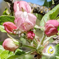 Aufräumen mit der Apple Essenz – Klarheit und innerer Frieden