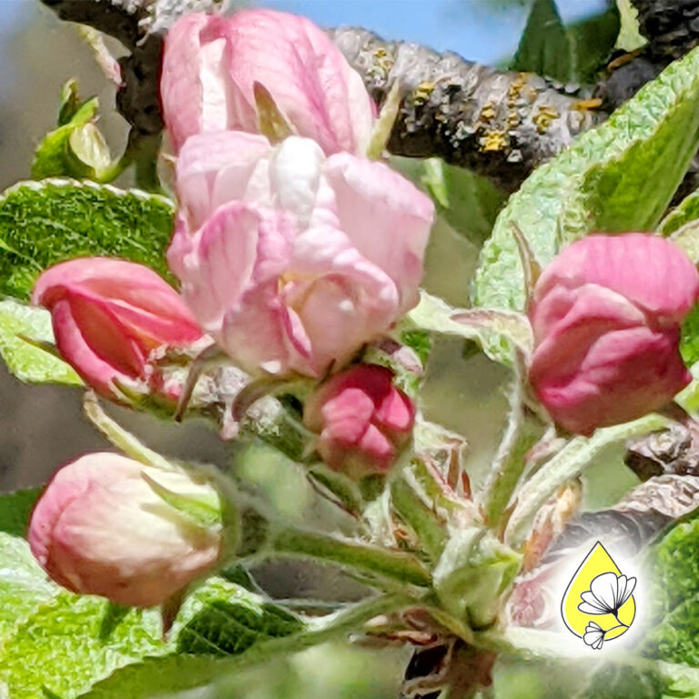 Aufräumen mit der Apple Essenz – Klarheit und innerer Frieden (Spirit-in-Nature Essences)
