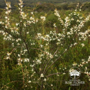 Mehr über den Artikel erfahren Vergebung und Loslassen: Das Jahr kraftvoll abschließen