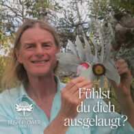 Fühlst du dich ausgelaugt? Macrocarpa hilft