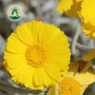 Desert Alchemy Essenzen für Kraft, Manifestation und Klarheit