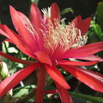 Red-orange Epiphyllum (Desert Alchemy)