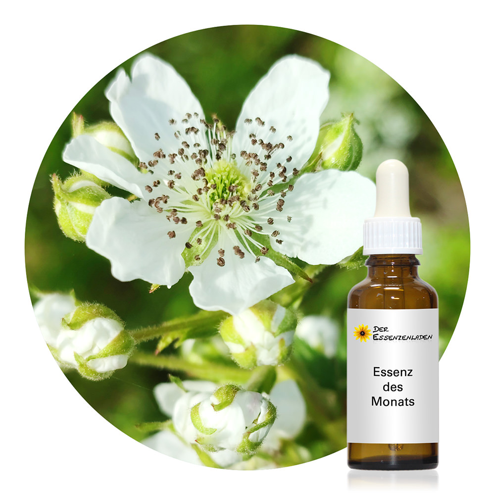 Raspberry (Himbeere, Spirit-in-Nature Essences)