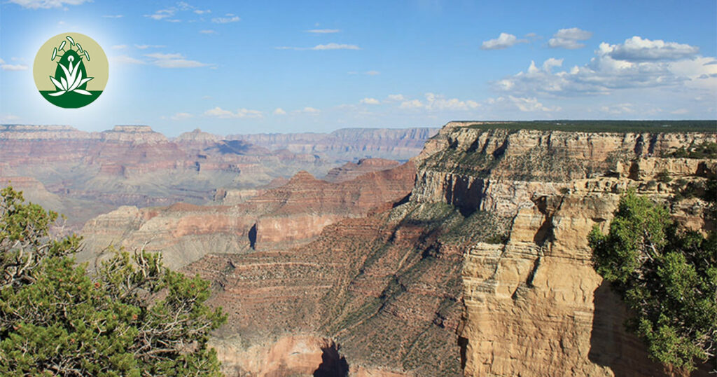 Alte Muster lösen: Desert Alchemy Essenzen für Heilung und Neuausrichtung