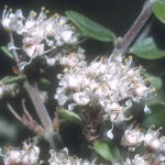 Red Root (Desert Alchemy)