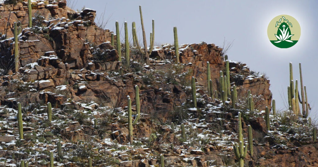 Desert Alchemy Blütenessenzen bei Schuldgefühlen