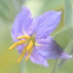 Silverleaf Nightshade (Desert Alchemy)