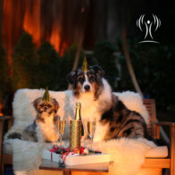 LichtWesen Sprays für Tiere – Jetzt neu im Essenzenladen