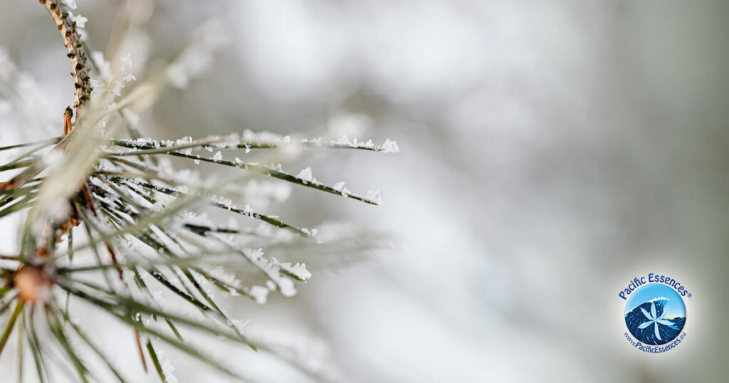 Das Streben nach Ausgewogenheit (Pacific Essences)