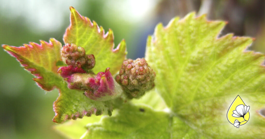 Grape Blütenessenz: Herz öffnen & Liebe neu entdecken (Spirit-in-Nature Essences)
