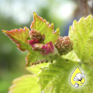 Mehr über den Artikel erfahren Grape Blütenessenz: Herz öffnen & Liebe neu entdecken