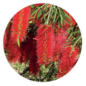 Bottlebrush (Australische Buschblüten Essenzen)