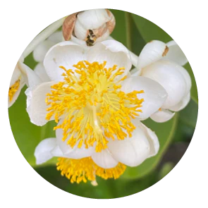 Calophyllum (Australische Buschblüten Essenzen)